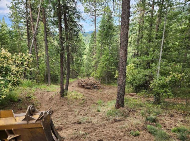 Forest Health & Management